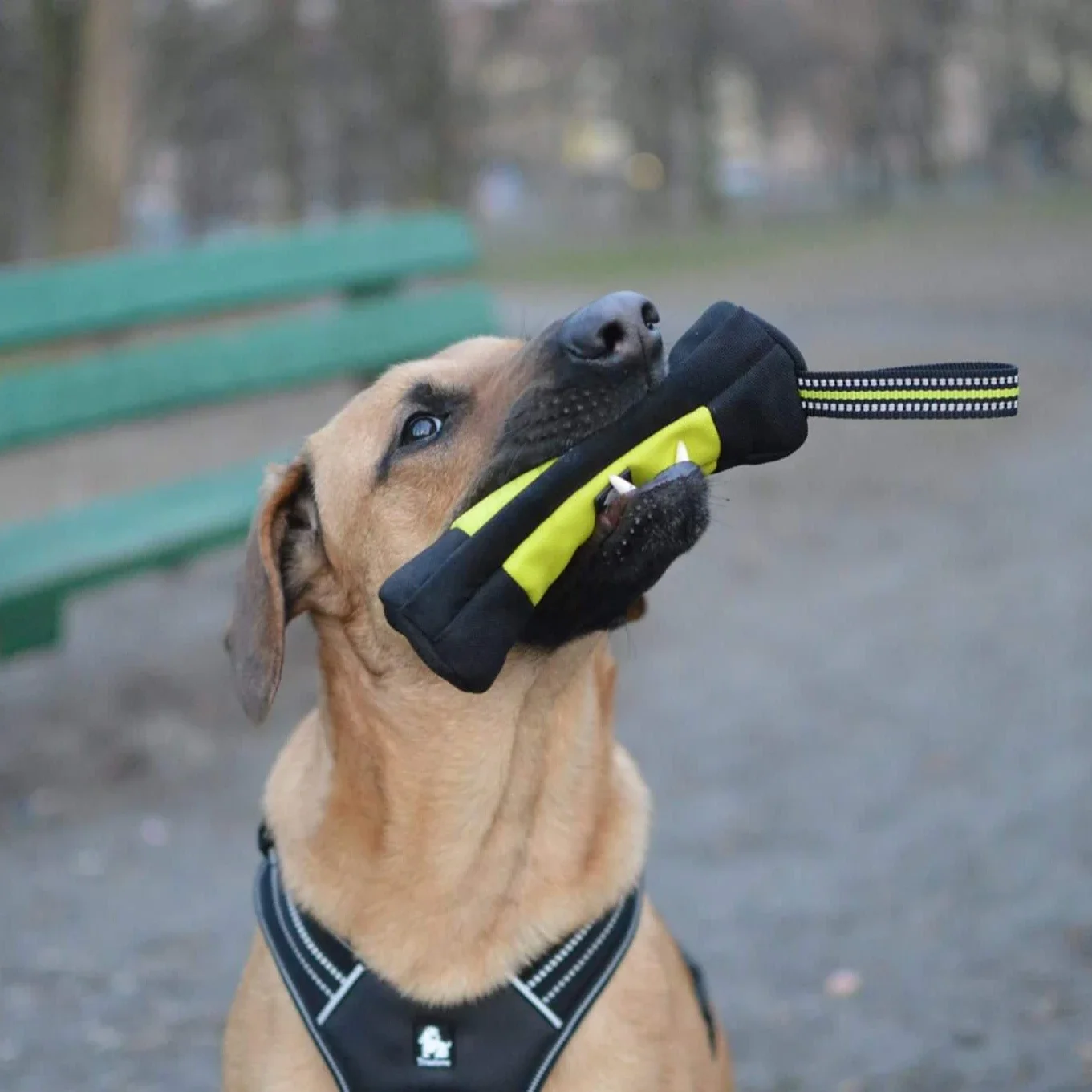 Truelove Dog Training Retrieve - مراجعة Food Storage Zipper وسعره